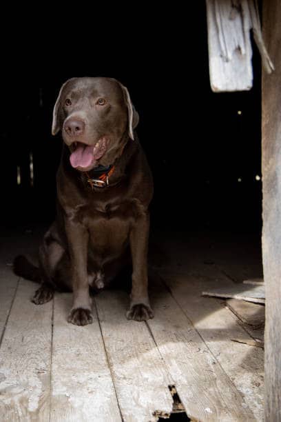 labrador silver