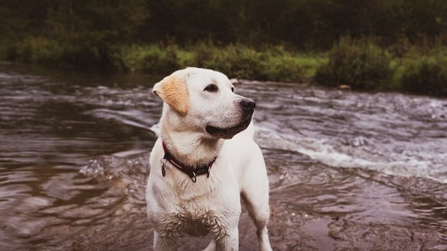 english vs american labrador