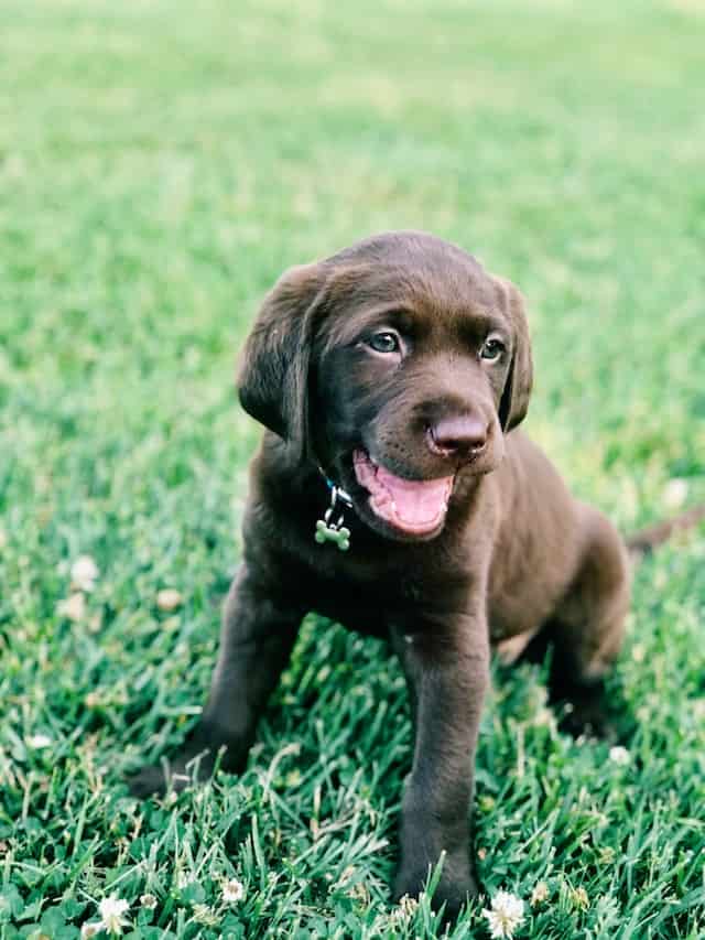 labrador retriever training