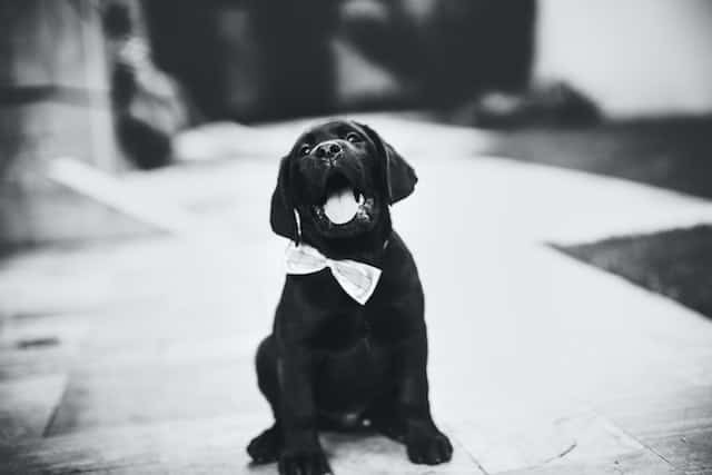 black lab puppies price