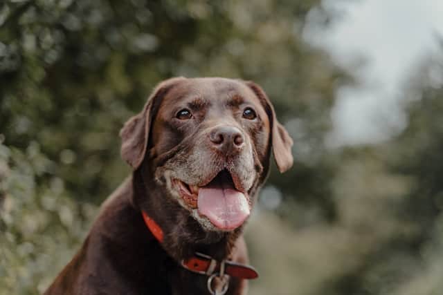 how much is a chocolate lab puppy