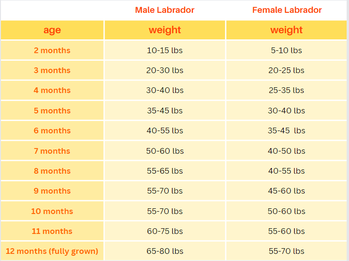 how much should a labrador puppy eat per day