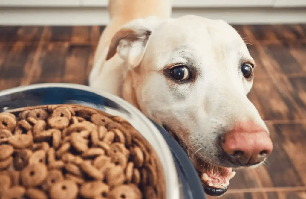 how much to feed your labrador puppy