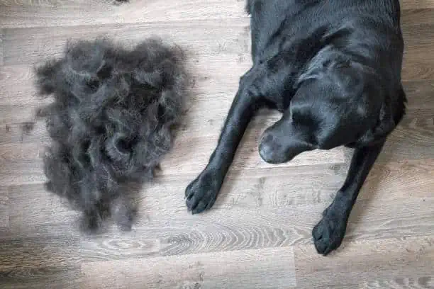 do black labs shed a lot?