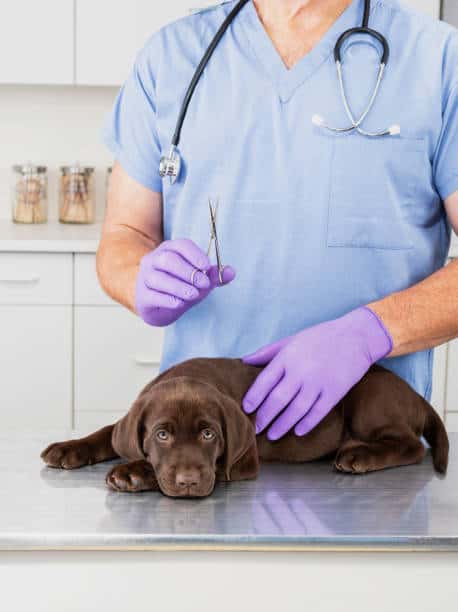 when to spay a labrador