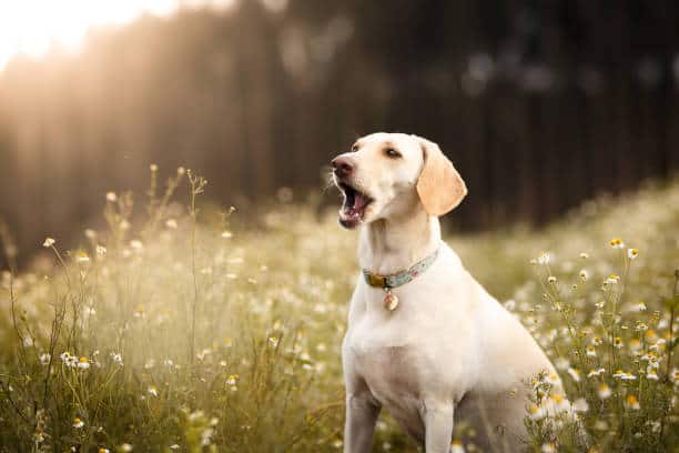 yellow labrador bark