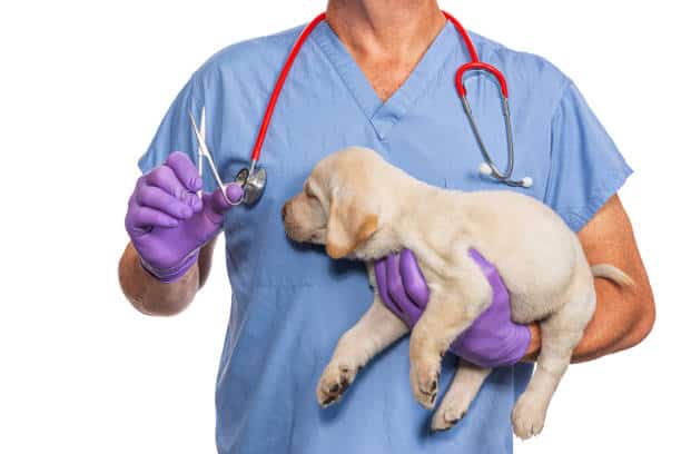 when to castrate a labrador