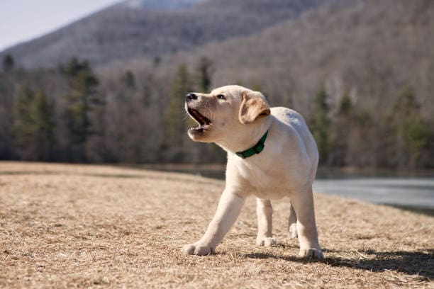 do labs bark a lot