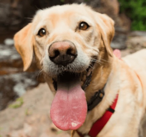 chesapeake labrador retriever