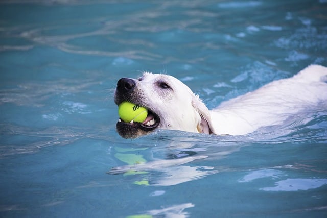 Labrador Retriever Agility Training