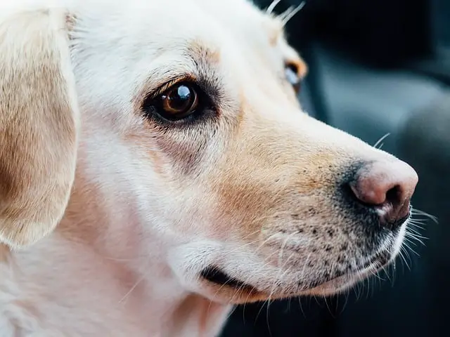 Labrador Retriever Show Dogs