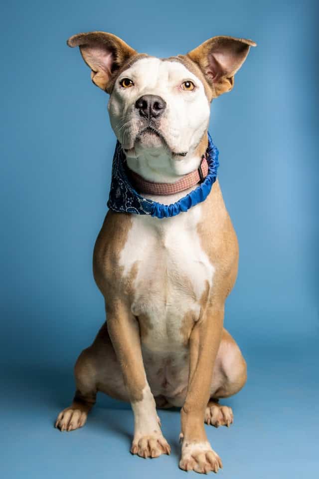 terrier and lab mix