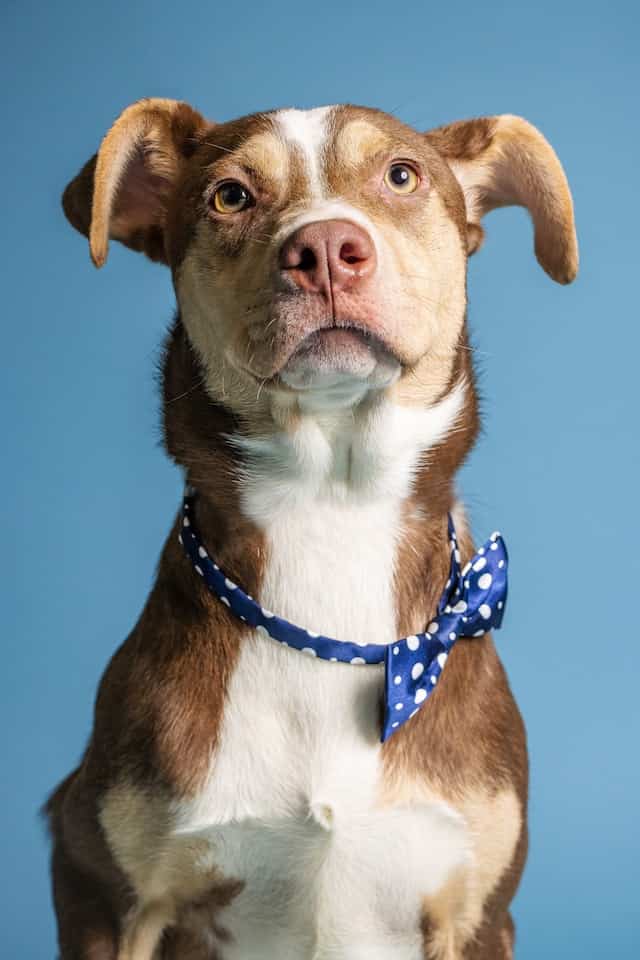 lab rat terrier mix, lab aire dog