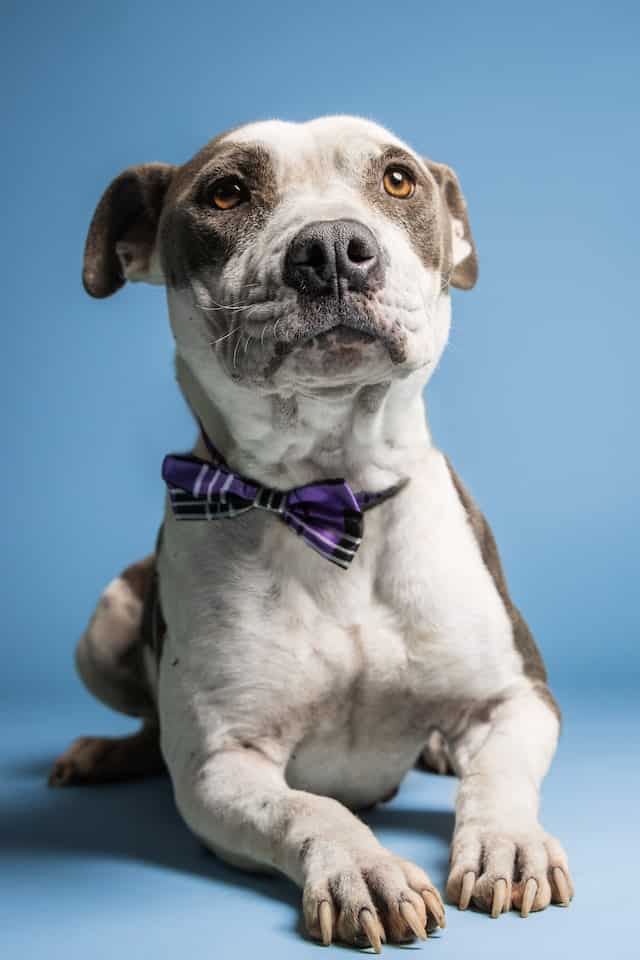 retriever terrier mix