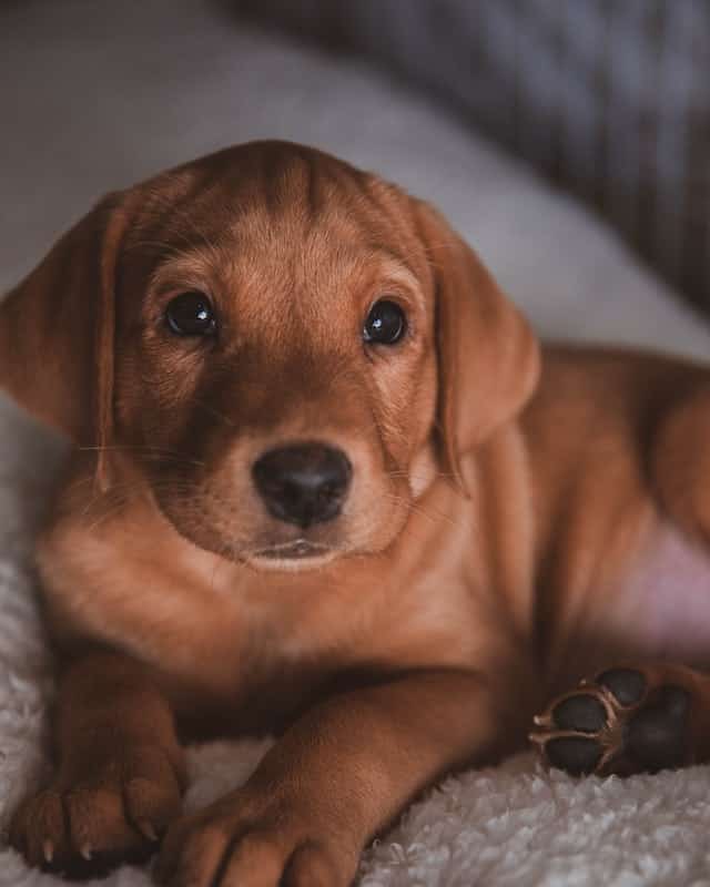 how much do chocolate labs cost