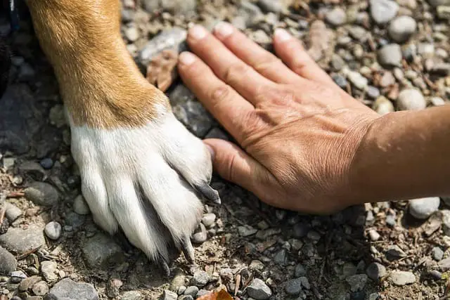 labrador paws