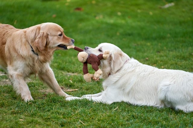 Labrador Retriever Therapy Dogs