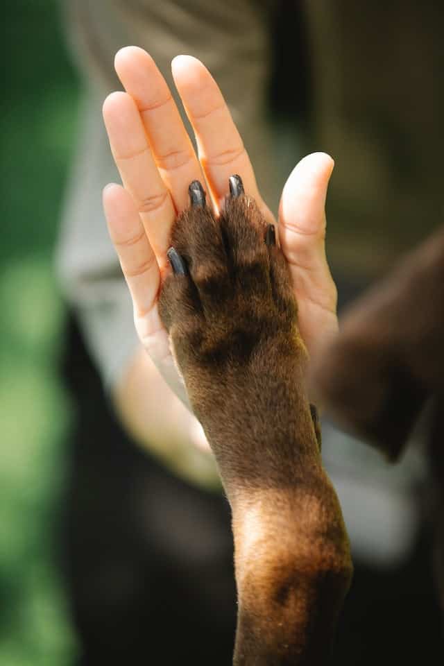 labrador feet