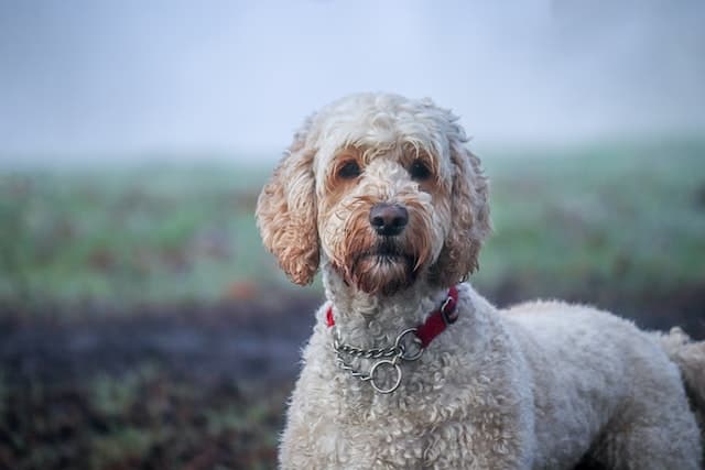 wat betekent f1 labradoodle