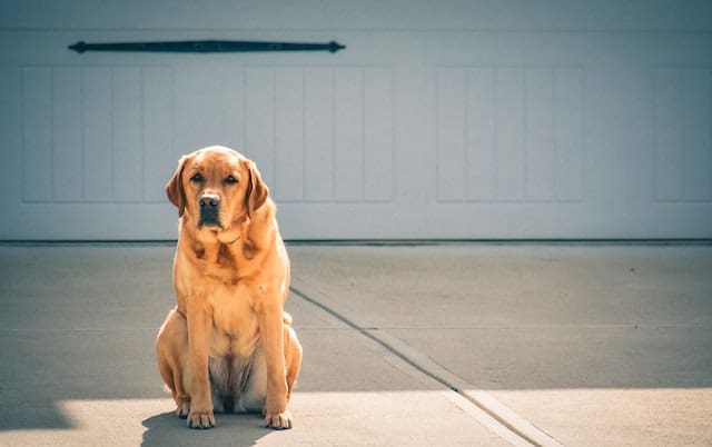 new labrador puppy tips