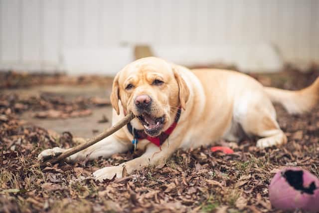 labrador retriever english vs american