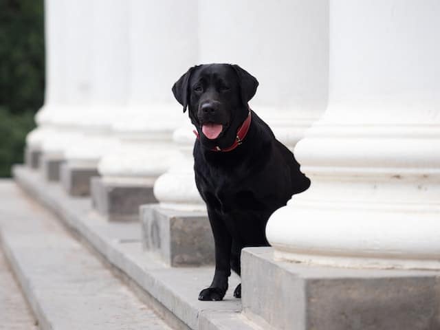 labrador puppy training first month home