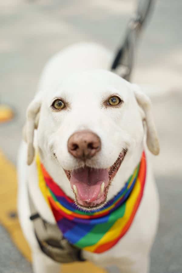 yellow dudley lab