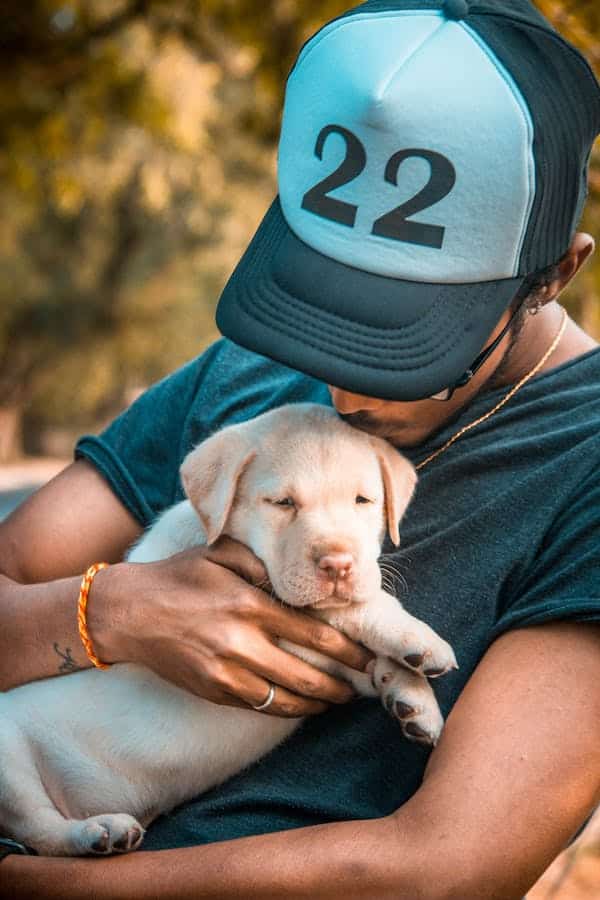 red nose labrador retriever