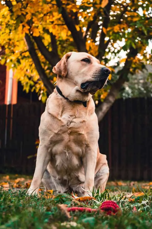 average age of yellow lab