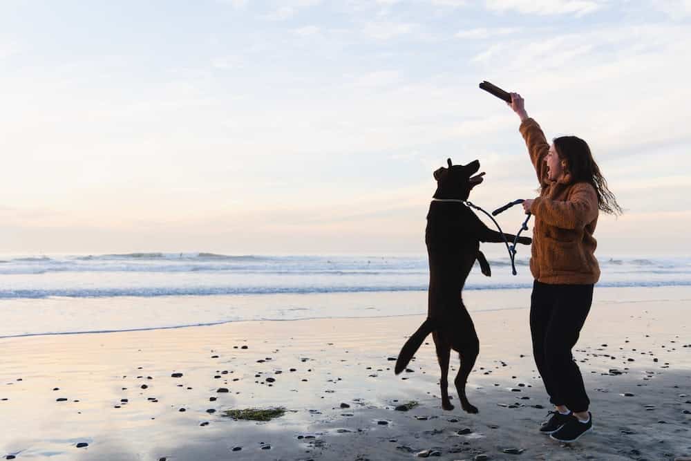 labrador retriever temperament even tempered