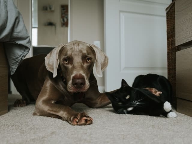 labrador retriever good with cats