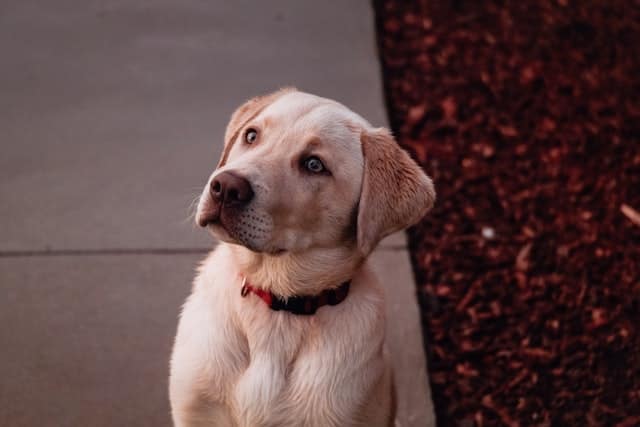 three important labrador training tips