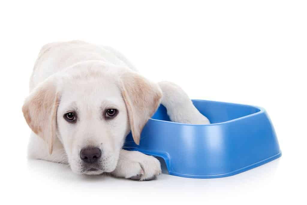 white labrador puppies