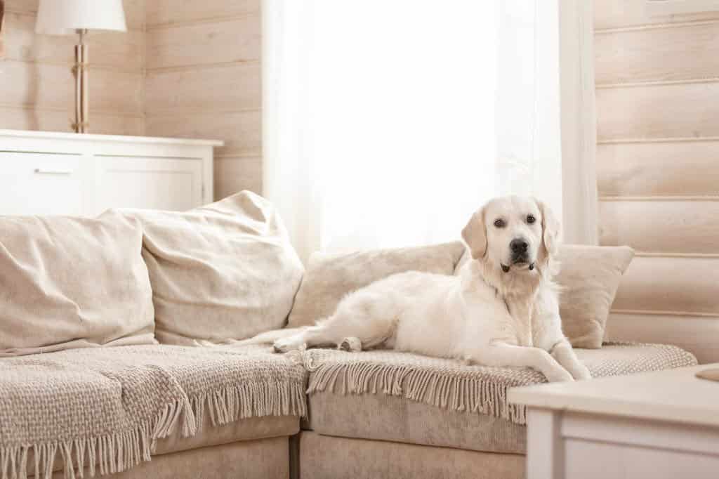 albino labrador