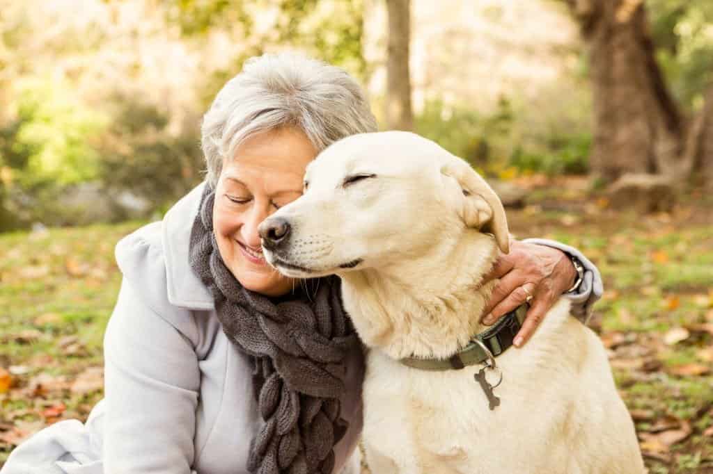 white labrador