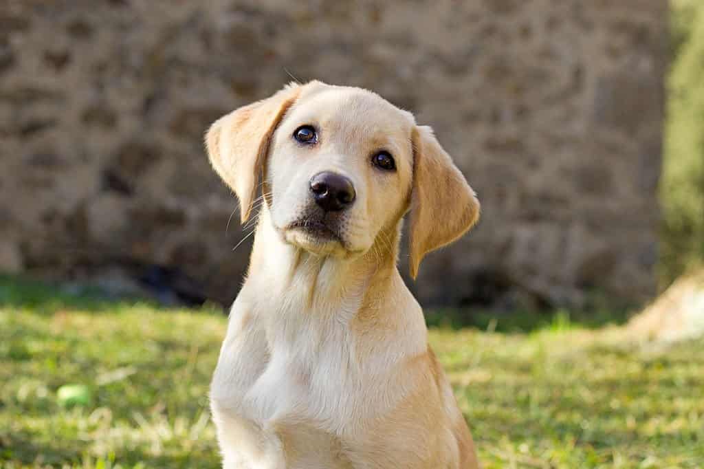 pure white labrador