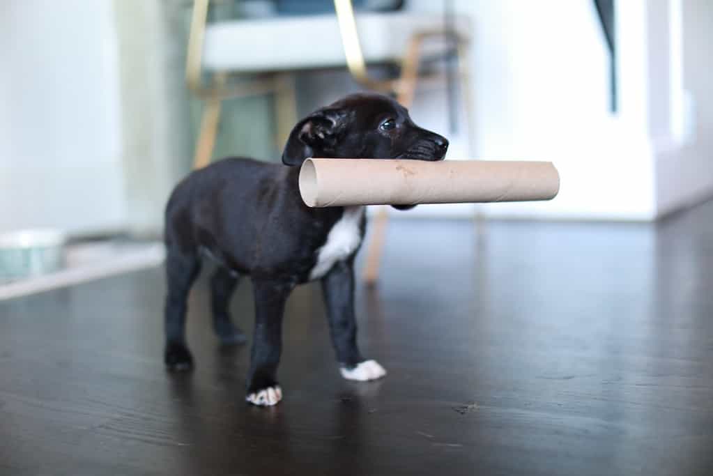 chocolate lab and pit bull mix 