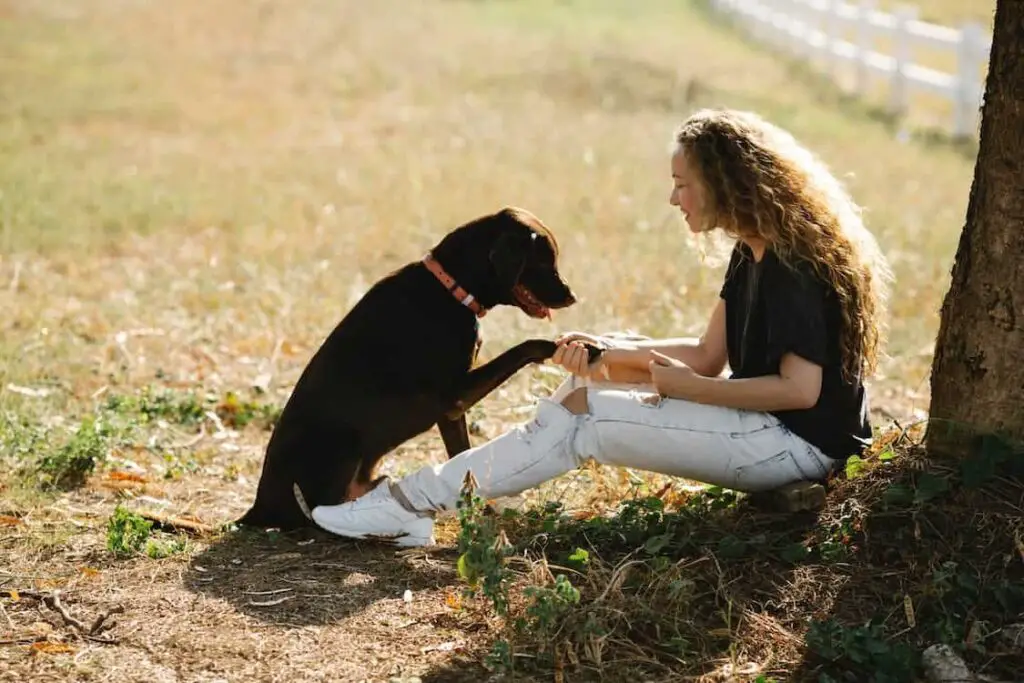 black and chocolate labradors