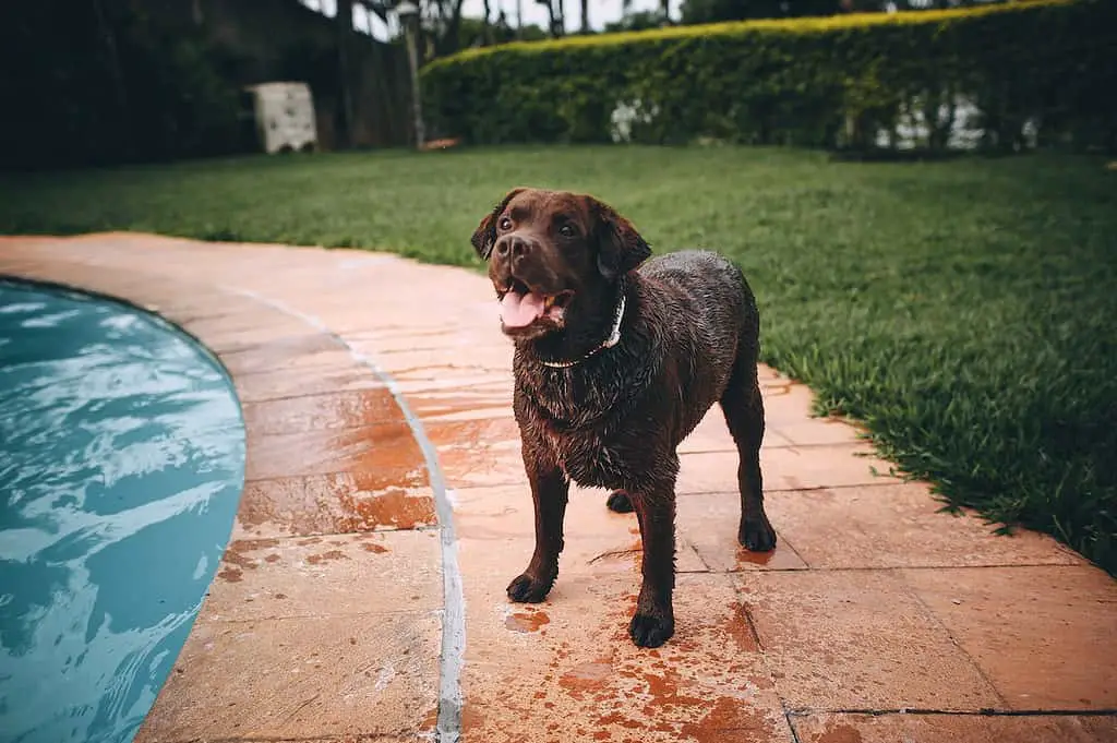 miniature chocolate lab