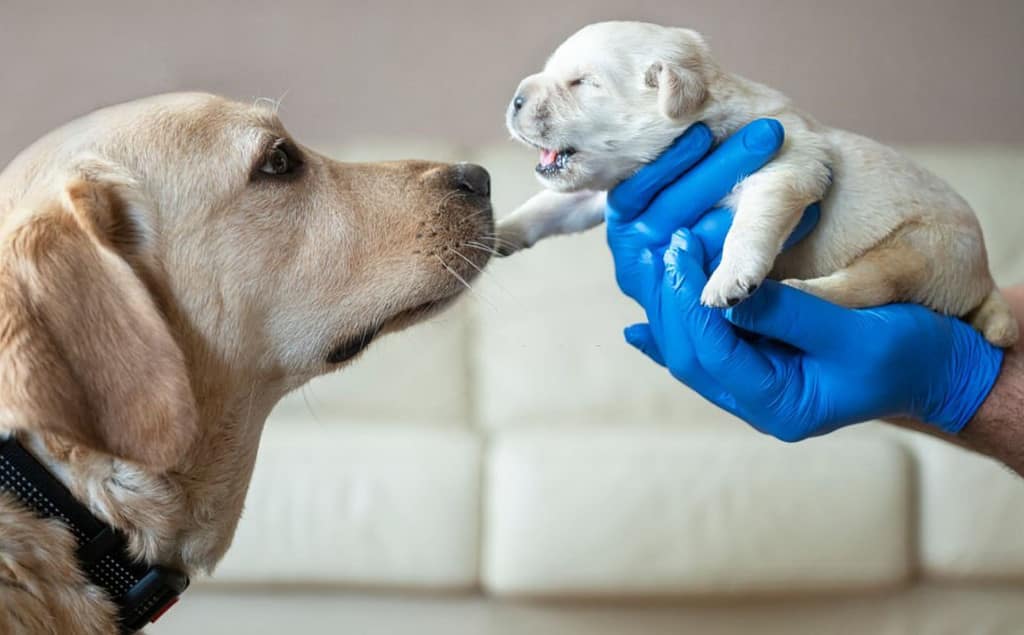 miniature labrador