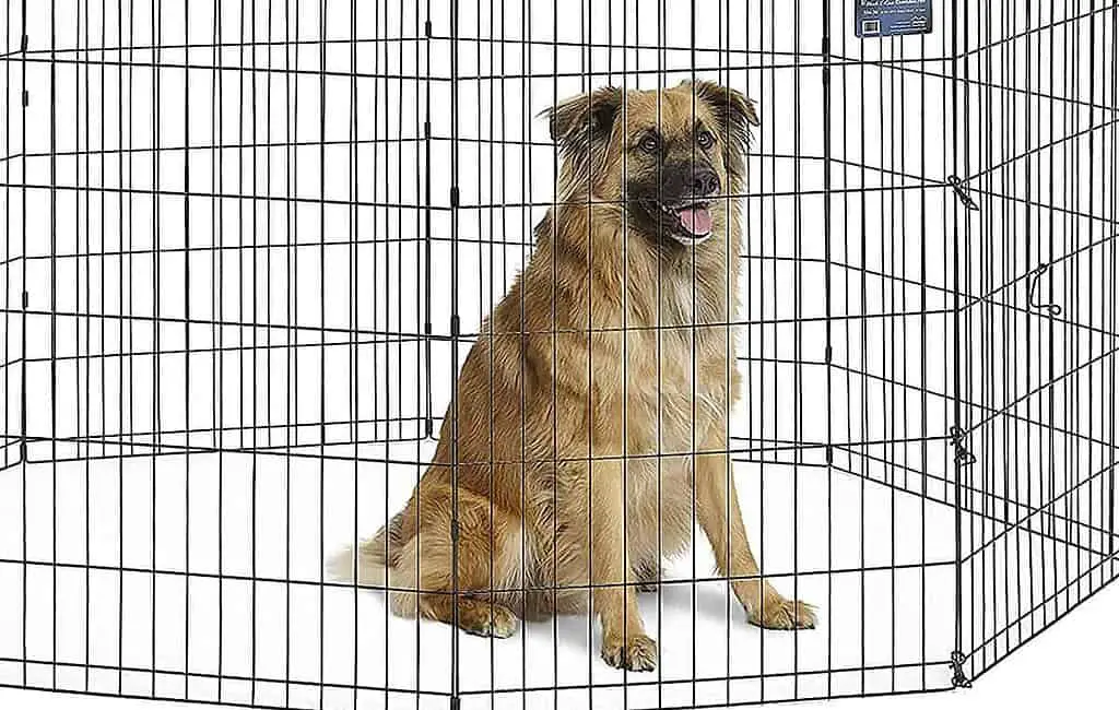 crate training lab puppy