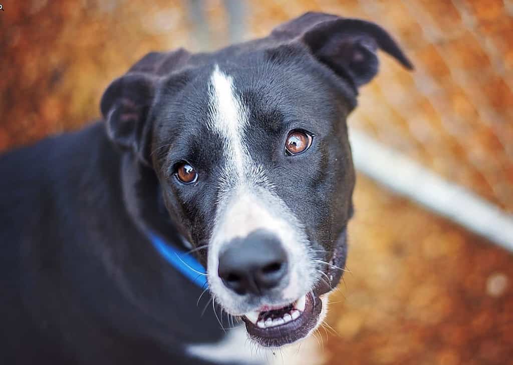 pitbull labrador mix