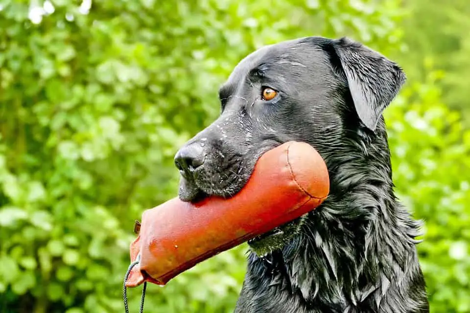 healthy dog