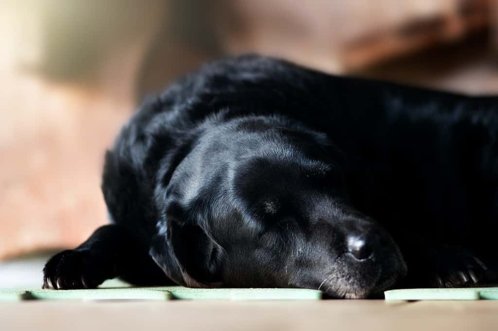 how much sleep do labs need?