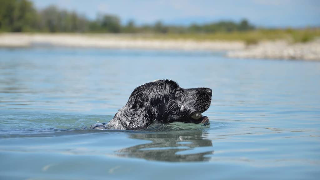 labrador retriever swimming