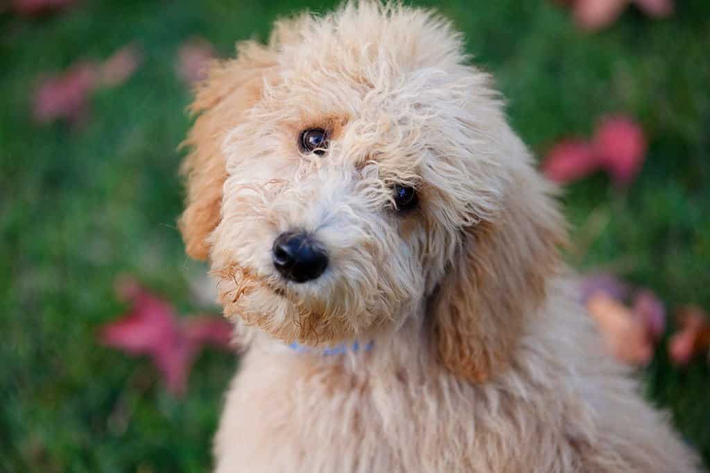 hypoallergenic dogs labradoodle