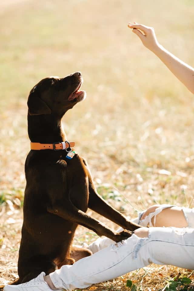 are black labs smart?; brightest dog breed