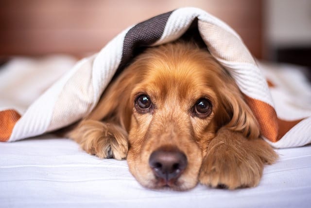  dog loves sleeping under my bed