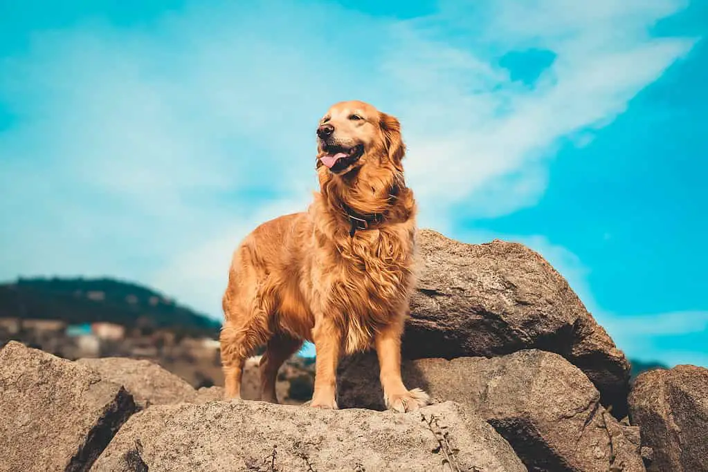 Golden Retriever popular dog breeds