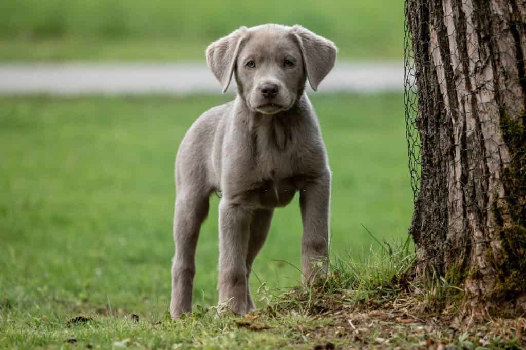 lab puppy colors